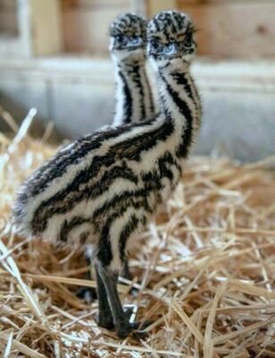 Emu Chicks