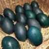Emu Fertile Eggs