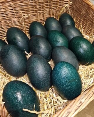 Emu Fertile Eggs