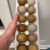 Fertilized Hatchlings Eggs