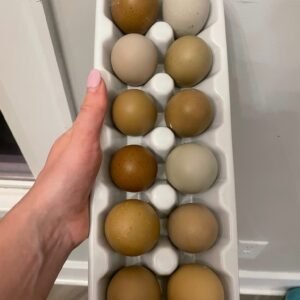 Fertilized Hatchlings Eggs