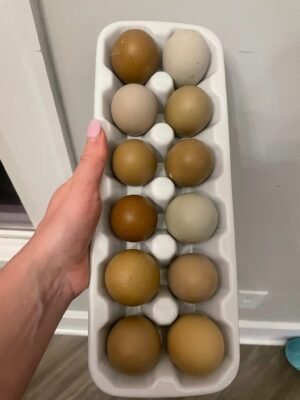 Fertilized Hatchlings Eggs