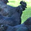 Ayam Cemani