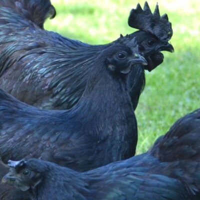 Ayam Cemani