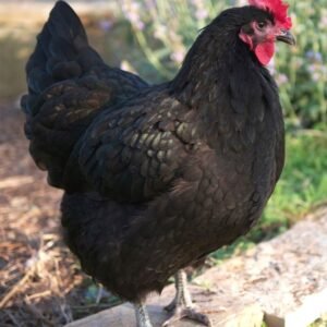 Australorps