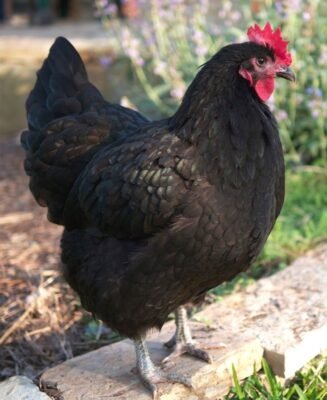 Australorps