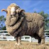 Merino Sheep