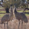 Adult Emus
